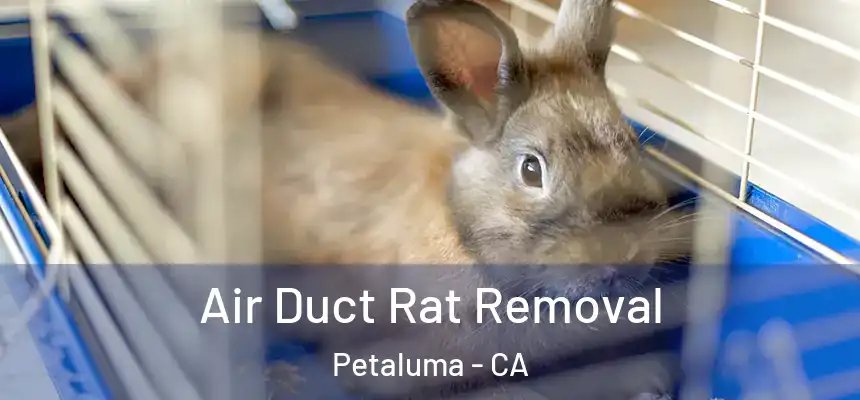  Air Duct Rat Removal Petaluma - CA