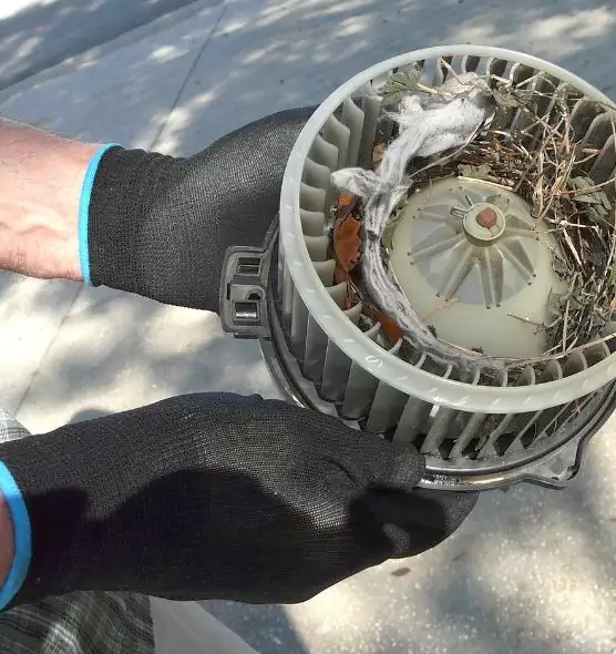 About Air Duct Mice Removal in Petaluma, CA